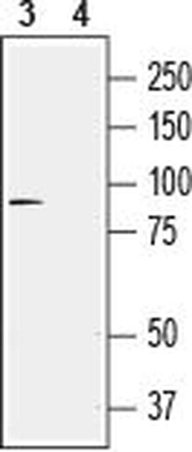 TRPV4 ANTIBODY