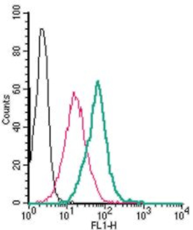 CD39 (EXTRACELLULAR) ANTIBODY