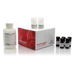 QUBIT PROTEIN ASSAY KIT- 100